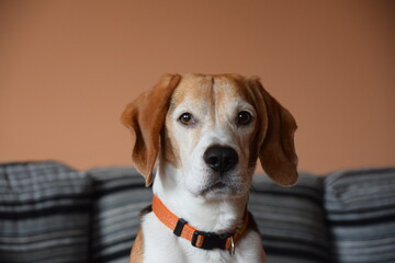 Mascota, perro, atento y mirando a la cámara con fondo de grises y naranja