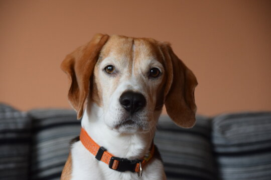 Mascota, perro, atento y mirando a la cámara con fondo de grises y naranja