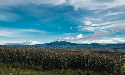 Landscape of cornfield at sunset ready for the corn harvest, in the back there is a mountain.