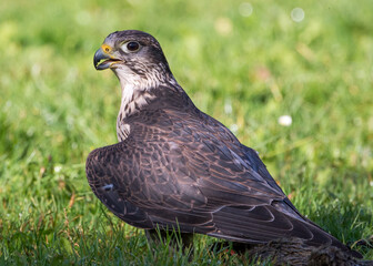 Wanderfalke