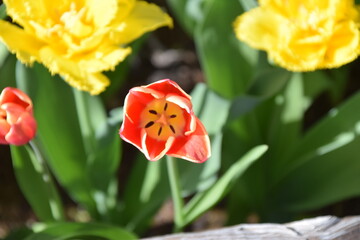 tulipanes naranjas y amarillos en el jardín