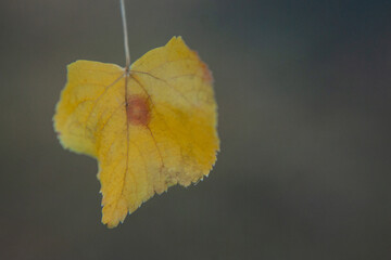 close-up of yellow birch leaves