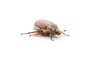 One brown beetle.