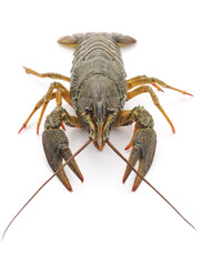 One river crayfish.