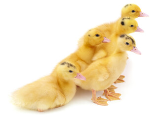 Group of small ducklings.