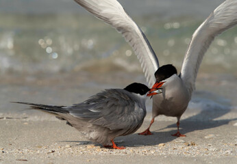 White-cheeked tern feeding fish to her partner at Busaiteen coast, Bahrain .