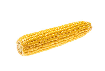 Ear of corn isolated on white background