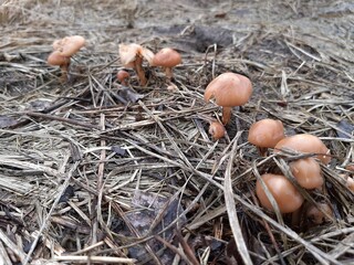 mushrooms on the ground