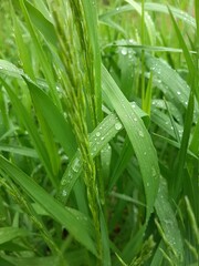 Fototapeta na wymiar water drops on grass