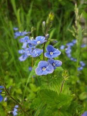forget me not flowers