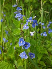 forget me not flowers