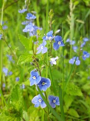 forget me not flowers