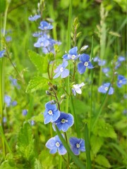 forget me not flowers