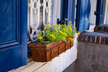Fototapeta na wymiar Cute Flower Box with Yellow Flowers Hangs on a White Window with Blue Shutters in the French Quarter of New Orleans, Louisiana, USA