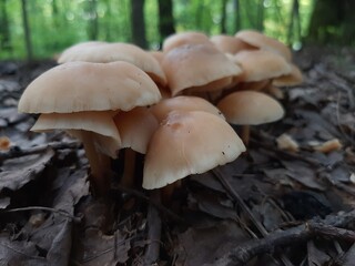mushroom in the forest