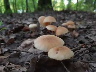 mushrooms in the forest