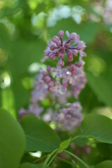 Arbusto del lilo con flor lila morada