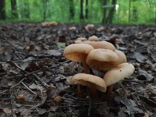 mushrooms in the forest