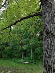 tree in spring