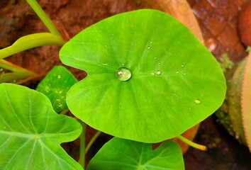 water drops on leaf