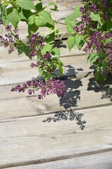 Arbusto del lilo con flor lila morada y fondo de madera