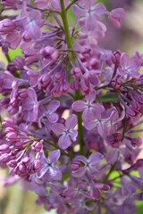 arbusto del lilo, con flor lila morado