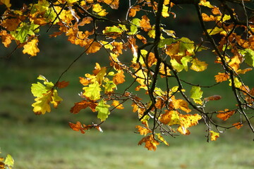 Obraz premium Buchenzweige im Herbst