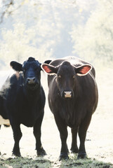 Santa Gertudis cow and Belted Galloway on beef cattle farm.