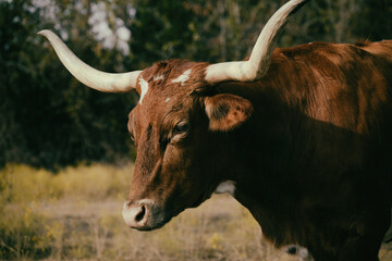 Texas longhorn cow portrait on cattle farm close up, large horns on head.