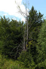withered tree in the forest