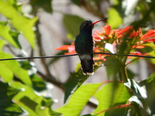 Colibri