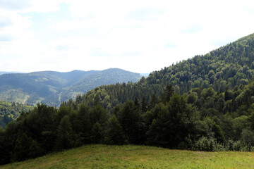 Fototapeta na wymiar summer forest landscape with trees