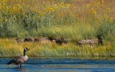 Canada goose on a pond with yellow flowers