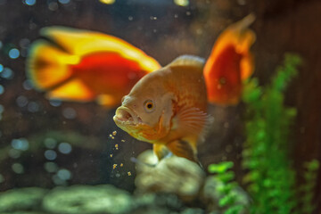 Astronotus. Fish from the Amazon basin. Aquariums as a hobby. Aquarium fish on a dark background.