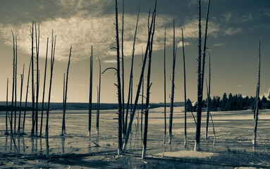 Black and White split tone dry sticks on a forest 