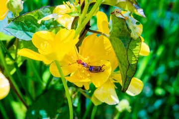 A Common Earwig, Forficula auricularia, resting in the flower of Meadow Buttecup Ranunculus acris, shaded by a bindweed leaf