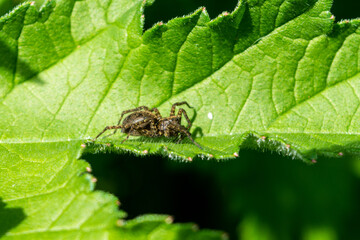 Fototapeta premium A pardosa sp aka a thin legged wolf spider resting on a leaf in spring sunlight in early May