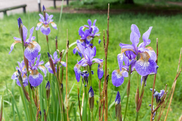 A cluster of mauvey blue beardless Iris flowers, with buds of new flowers growing up between them