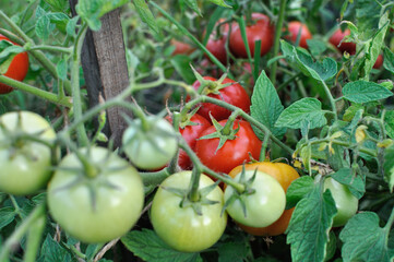 close-up of ripening tomatoes in the vegetable garden, selective focus
