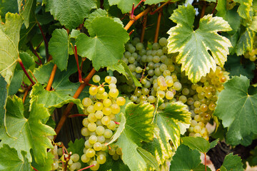 raisins blancs. Chardonnay Bourgogne - obrazy, fototapety, plakaty