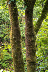 Obraz premium Trees, Maich Water, Lochwinnoch , Renfrewshire, Scotland,UK