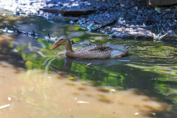 Fototapeta premium A young goose swims on the water and its image is reflected in the water.