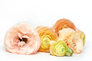 Yellow pink green ranunculus flowers on white surface . Floral background