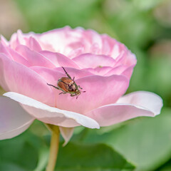 beetle on pink flower