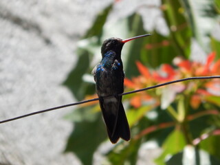 colibri © Hugo