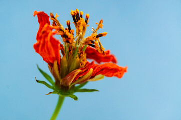 Orange dry flower close-up with yellow stamens on a blue background. Copy space. Poster design