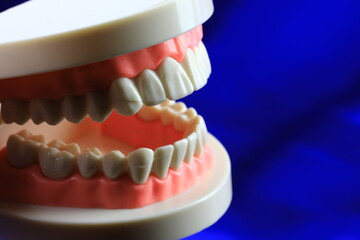 Dentist teeth model