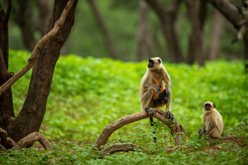 Gray langurs or Hanuman langurs or indian langur or monkey in natural green background during monsoon season safari at ranthambore national park or tiger reserve rajasthan india