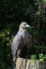 Steinadler