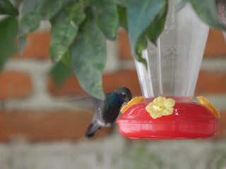 Colibri volando © Hugo